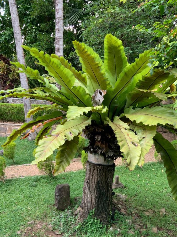Lali Villa & Fruit Garden Galle Exterior photo