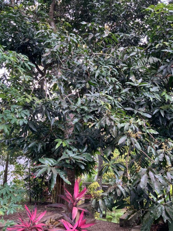 Lali Villa & Fruit Garden Galle Exterior photo