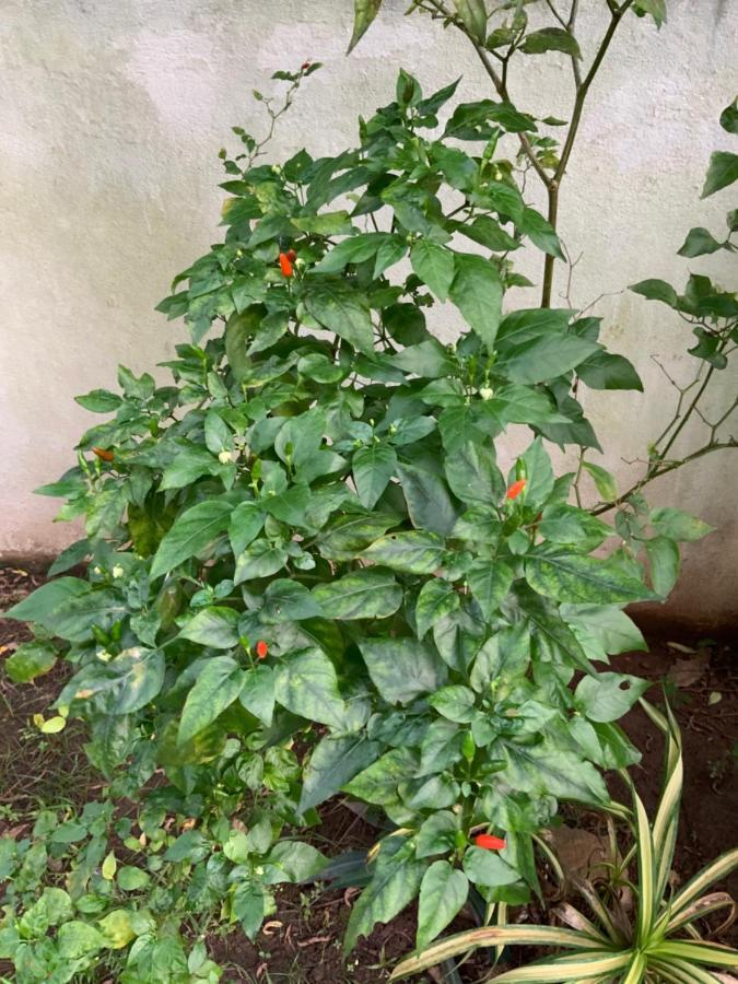 Lali Villa & Fruit Garden Galle Exterior photo