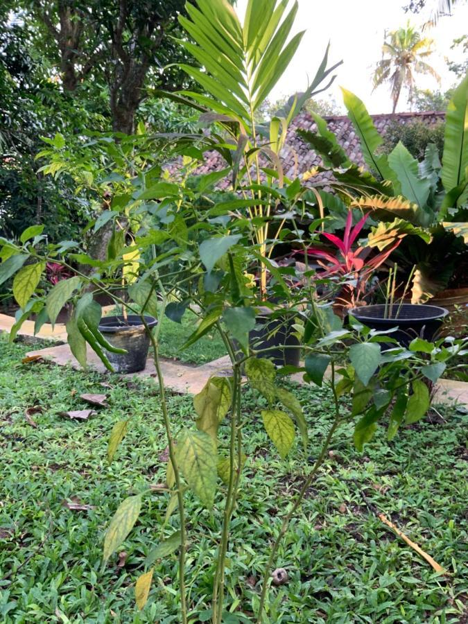 Lali Villa & Fruit Garden Galle Exterior photo