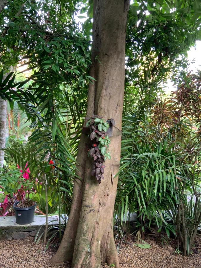 Lali Villa & Fruit Garden Galle Exterior photo